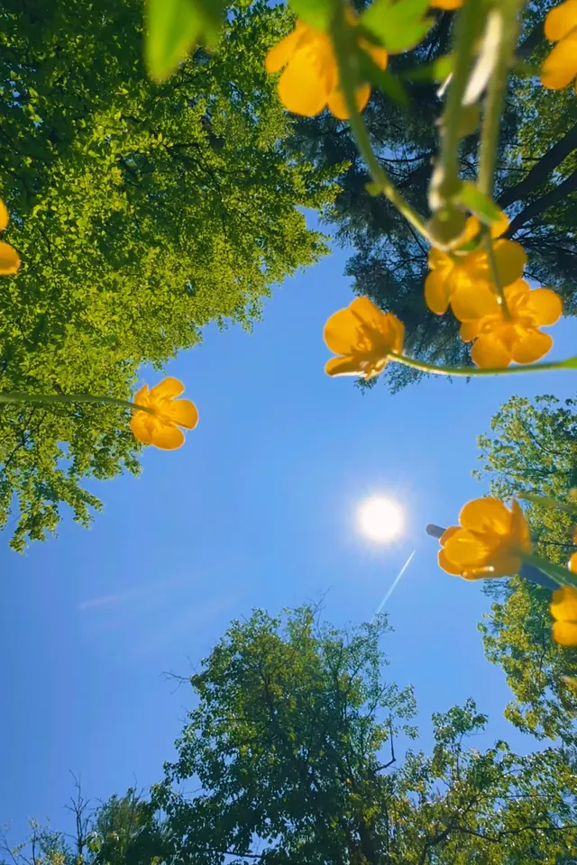 Looking up through trees at yellow flowers and open sky