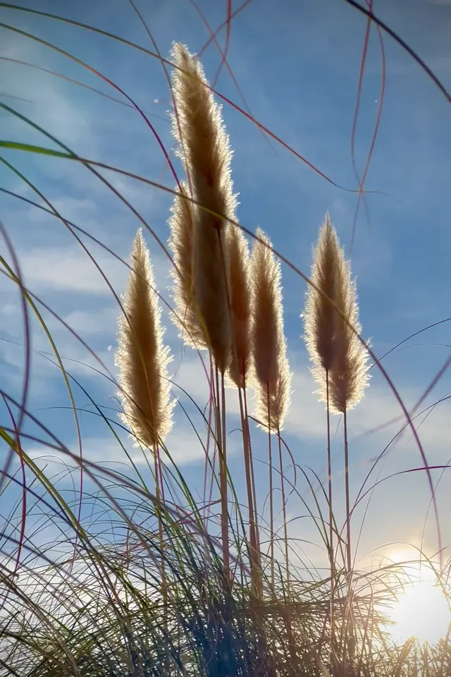 Pampas grasses against a bright blue sky